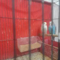 مرغ عشق