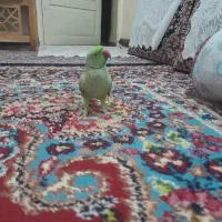 طوطی ملنگو