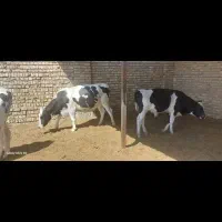 تلیسه گوساله نر ،حدود ۱۱ ماهه