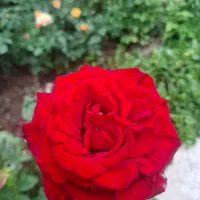 فروش خط تلفن