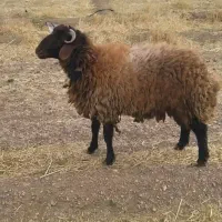بره نر