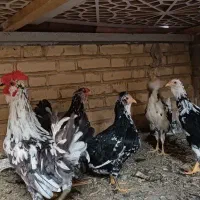 مرغ و خروس