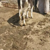 گوساله ماده