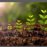 جلبک دریایی چربی سوز قوی