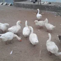 فروش غاز