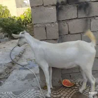 کهره ماده