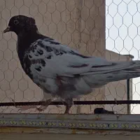 کله سرخ جوجه نر چهل سانتی صید صبح
