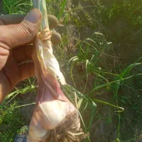 سه چهار تن سیر خشک شده بذر همدان