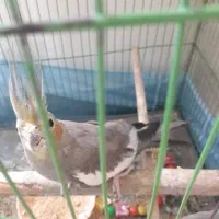 عروس هلندی ماده تخم گذار