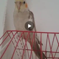 عروس هلندی گم شده