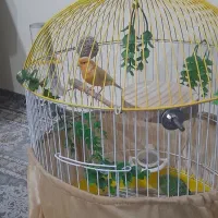 قناری رد فاکتور نر   آوازخوان