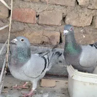 معاوضه ای
