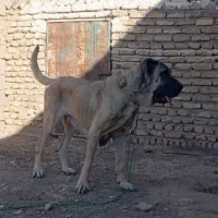 سگ ماده سرابی خراسانی