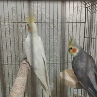 یک جفت عروس هلندی سالم و سرحال