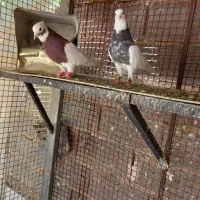 کفتر بهبهانی خوب