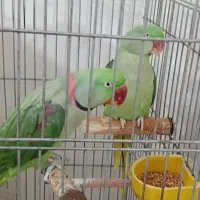 شاه طوطی مولد
