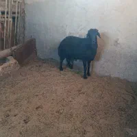 قوچ قره قزل