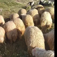 ۲۰ عدد بره نر