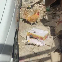 خروس لهستانی جوان
