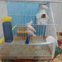 پنج عدد فنچ یک جفت و سه جوجه با لوازم