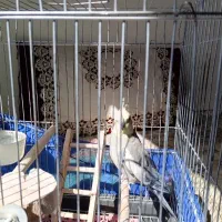 عروس هلندی
