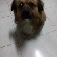 واگذاری سگ|سگ|رشت, لاکان شهر|دیوار