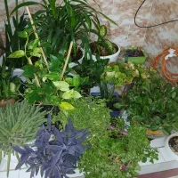 انواع گل های خانگی