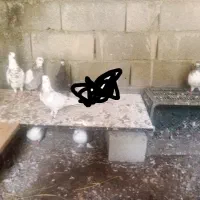 ۸عدد کبوتر