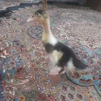 جوجه اردک فروشی