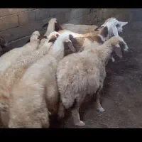 میش سنجابی
