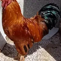خروس