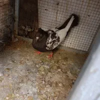 کفتر ماده سینه سبز سینه سرکه ای و شهری الماسی