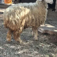 کاوه درجه یک