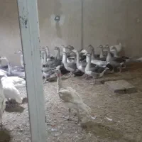 بوقلمون