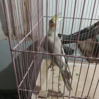 عروس هلندی ماده