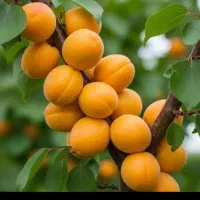 زمین-کشاورزی-ویلایی-باغی-کشت-و-کار-و-سرمایه-گذاری