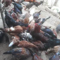 حیوان خانگی