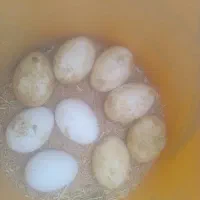 تخم غاز  تازه