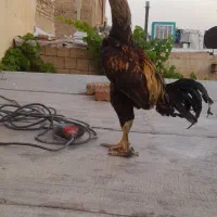 تخم  لاری