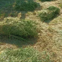 فروش یونجه