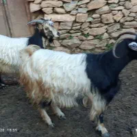 بزه