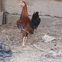 خروس عربی اصیل
