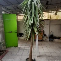 یوکا تنه دار مقاوم و زیباوبا ارتفاع ۳ متر