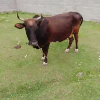 چند تا گاو با یک گوساله
