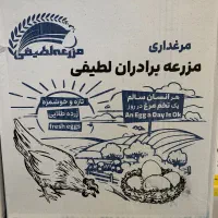 پخش عمده تخم مرغ صدف