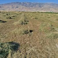 فروش یونجه