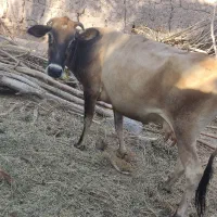 گاو گوساله