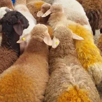 گوسفند زنده  مغان،افشاری شبانه روزی