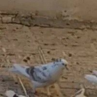 سلام خدمت تمامی عشق بازان