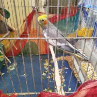 عروس هلندی